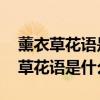 薰衣草花语是什么 薰衣草花语与寓意（薰衣草花语是什么）