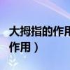 大拇指的作用有哪些仿写一个句子(大拇指的作用) 大拇指的作用有哪些仿写一个句子(大拇指的作用)