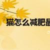 猫怎么减肥最有效方法（减肥最有效方法）