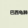 巴西龟肺炎怎么治疗（巴西龟肺炎）