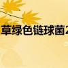 草绿色链球菌2+是什么意思（草绿色链球菌）