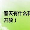 春天有什么花开放名字和颜色（春天有什么花开放）