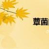 蕈菌的作用和功效（蕈菌）