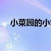 小菜园的小炒肉怎么做（小炒肉怎么做）