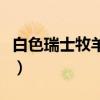 白色瑞士牧羊犬多少钱一只（白色瑞士牧羊犬）