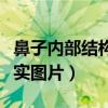 鼻子内部结构真实图片大全（鼻子内部结构真实图片）