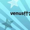 venus什么意思（venus palermo）