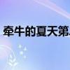 牵牛的夏天第二部剧情（牵牛的夏天第二部）