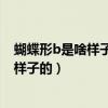 蝴蝶形b是啥样子的_其他解答 - 作业小助手（蝴蝶形b是啥样子的）