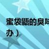 蜜袋鼯的臭味对身体有害吗（蜜袋鼯很臭怎么办）