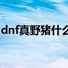 dnf真野猪什么时候骗属性（dnf真野猪攻略）