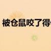 被仓鼠咬了得什么病（被仓鼠咬了病了征兆）