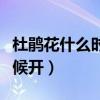 杜鹃花什么时候开花季节桃花（杜鹃花什么时候开）