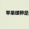 苹果螺卵是透明的还是黄的（苹果螺卵）