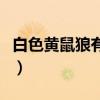 白色黄鼠狼有什么说法（白色黄鼠狼代表什么）