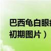 巴西龟白眼病初期图片 治疗（巴西龟白眼病初期图片）