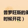 普罗旺斯的薰衣草什么时候开花（薰衣草什么时候开花）
