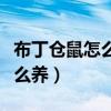 布丁仓鼠怎么养刚买回来怎么办（布丁仓鼠怎么养）