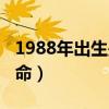 1988年出生是什么命女（1988年出生是什么命）