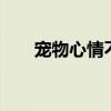 宠物心情不好（q宠心情不好怎么办）