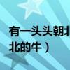 有一头头朝北的牛它原地转三圈（有一头头朝北的牛）