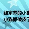 被家养的小猫抓破皮了要打疫苗吗（被家养的小猫抓破皮了）