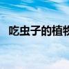 吃虫子的植物有哪些图片（吃虫子的植物）