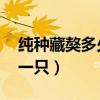 纯种藏獒多少钱一只 纯种（纯种藏獒多少钱一只）