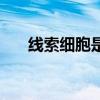 线索细胞是什么意思妇科检查（线索）