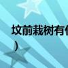 坟前栽树有什么讲究?（坟前栽树有什么讲究）
