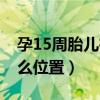 孕15周胎儿在什么位置图(孕15周胎儿在什么位置) 孕15周胎儿在什么位置图(孕15周胎儿在什么位置)