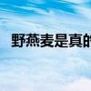 野燕麦是真的吗能吃吗（野燕麦是真的吗）