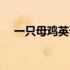 一只母鸡英语怎么读(母鸡英语怎么读) 一只母鸡英语怎么读(母鸡英语怎么读)
