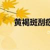 黄褐斑刮痧视频教程（刮痧去黄褐斑）