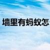 墙里有蚂蚁怎么灭掉呀（有蚂蚁怎么灭掉呀）