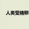 人类受精卵发育过程（受精卵发育过程）