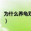 为什么养龟双数是大忌（养小乌龟的正确方法）