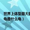 世界上体型最大的海龟是什么龟图片（世界上体型最大的海龟是什么龟）