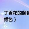 丁香花的颜色形状气味方面的特征（丁香花的颜色）