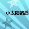 小太阳鹦鹉说话视频(小太阳鹦鹉说话) 小太阳鹦鹉说话视频(小太阳鹦鹉说话)