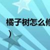 橘子树怎么修剪才能更结果（橘子树怎么修剪）