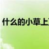 什么的小草上顶着什么的露珠（什么的露珠）