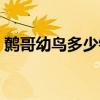 鹩哥幼鸟多少钱一只（渡鸦幼鸟多少钱一只）