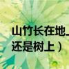 山竹长在地上还是长在树上?（山竹长在地下还是树上）