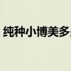 纯种小博美多少钱一只（小博美多少钱一只）