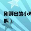 刚孵出的小鸡为什么一直叫（小鸡为什么一直叫）