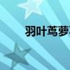 羽叶茑萝不开花的原因（羽叶茑萝）