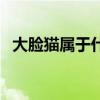大脸猫属于什么品种（大脸猫是什么品种）