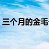 三个月的金毛长啥样（三个月金毛标准照片）