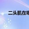 二头肌在哪个位置图片（二头肌在哪）